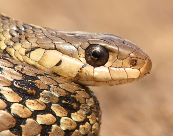 close up of a garter snake head