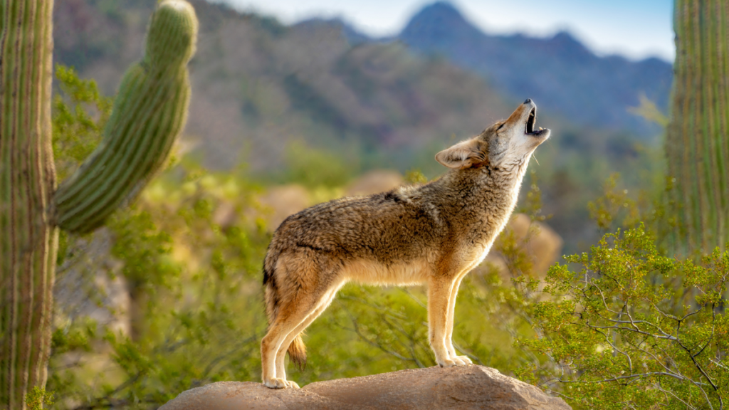 a coyote howling in a desert with a big and tall cactus on one side