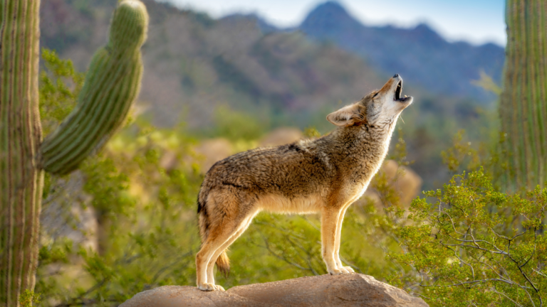 a coyote howling in a desert with a big and tall cactus on one side