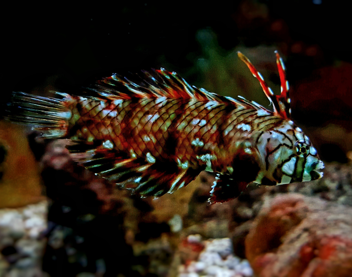a close up of a Dragon Wrasse swimming