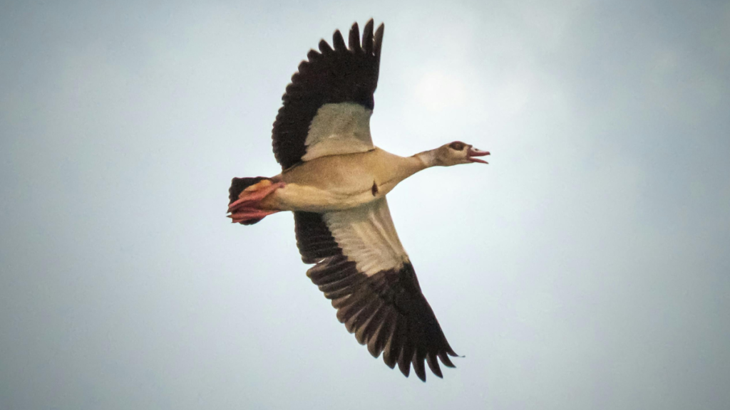 egyptian goose flying, photo taken from below