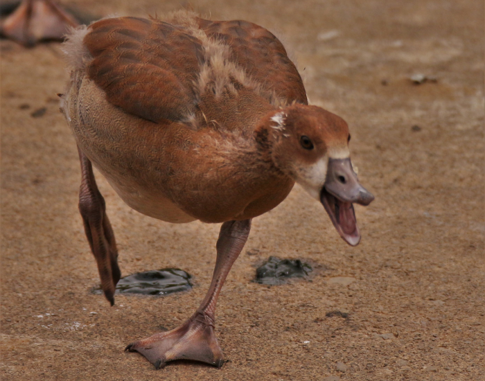 an angry egyptian goose attacking toward the camera