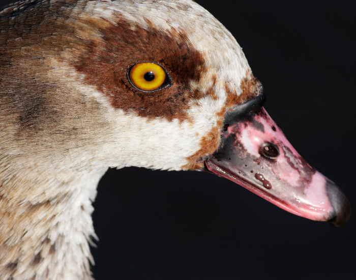 close up of an egyptian goose showing it smask