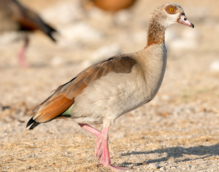 an egyptian goose walking ons and during a sunny day