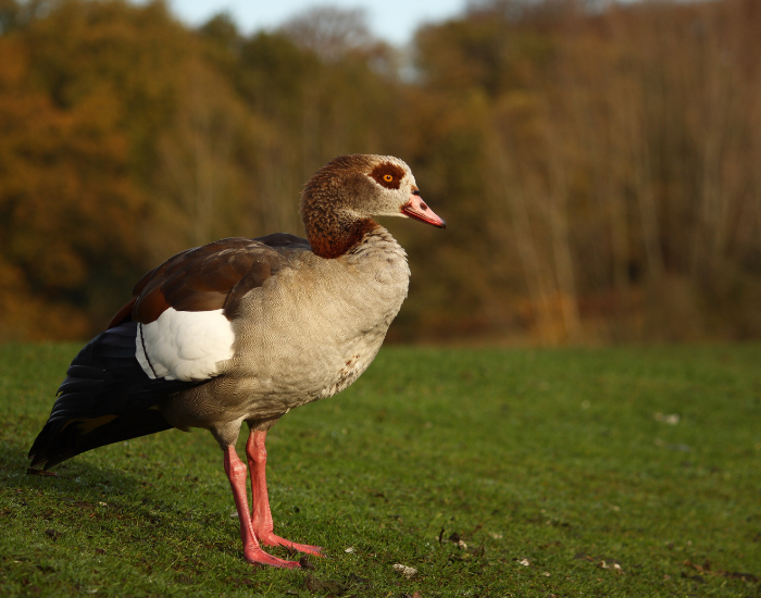 an egyptian goose standing on grass