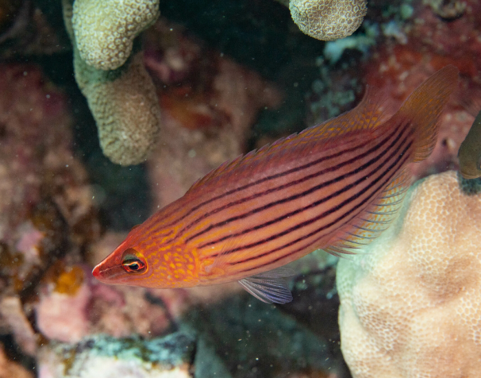 an Eightline Wrasse swimming in colorful  coral