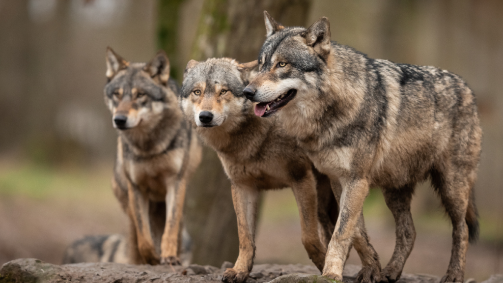 three grey wolves walking together in the wild