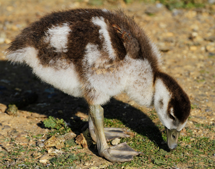 a gosling egyptian goose