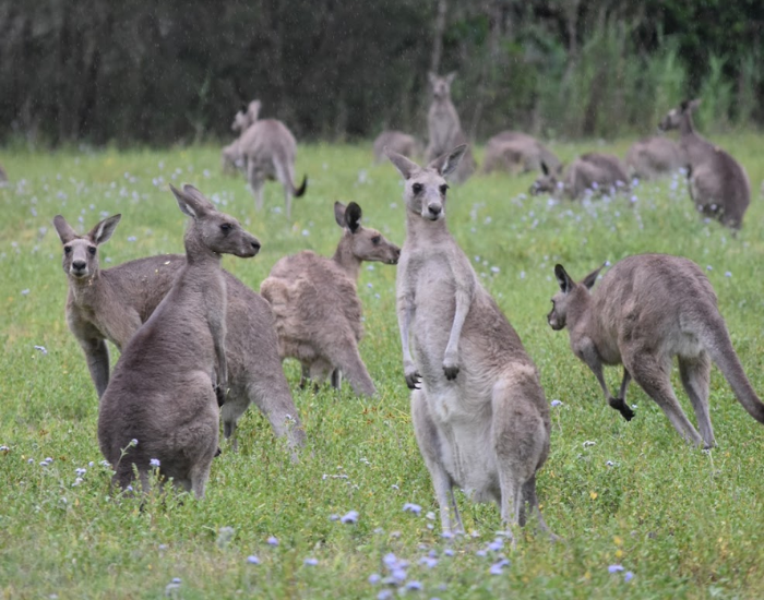 a mob of kangaroos during sunset in queensland