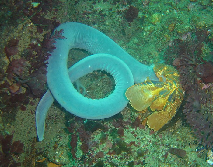 a hagfish undrwater photo laying on the ocean floor