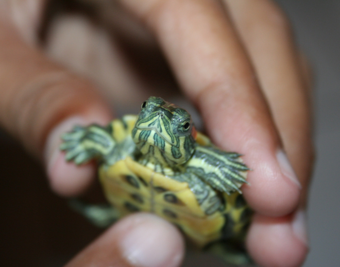 a hand holding a baby red eared slider
