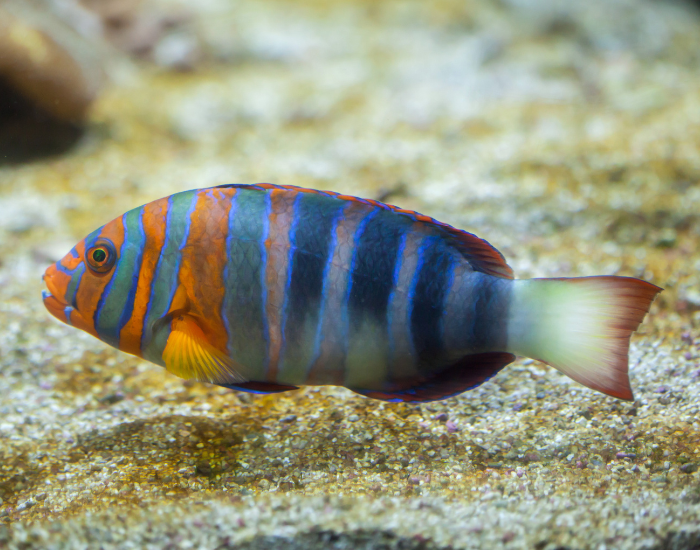 Harlequin Tuskfish suspended swimming underwater photo