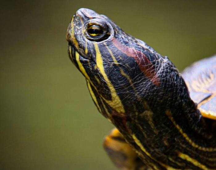 head close up of a red eared slider