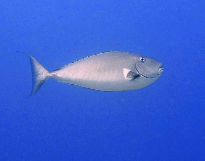 Horseface Unicornfish (Naso fageni) in Indonesia