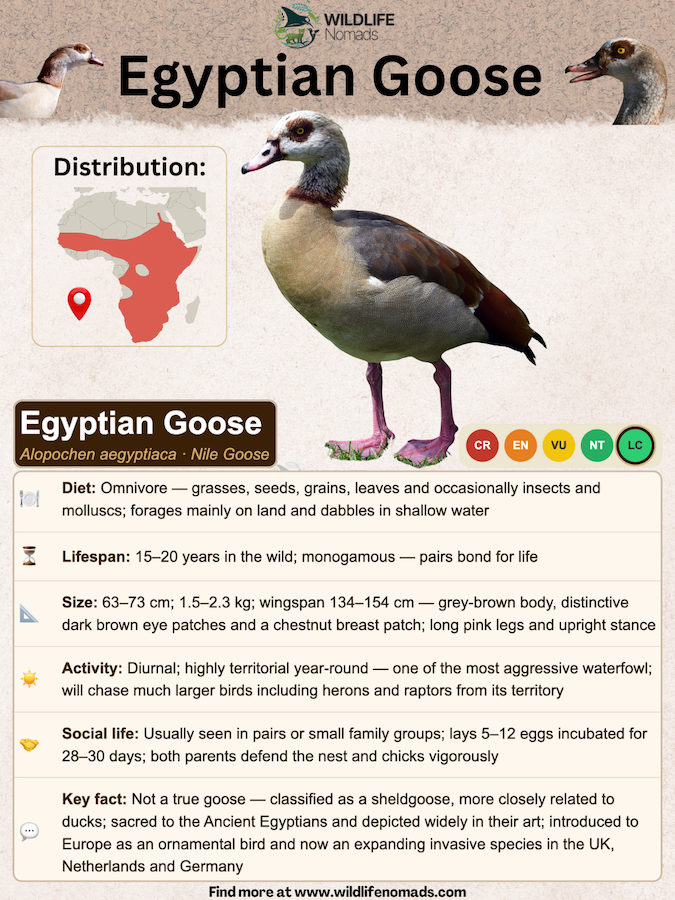 Egyptian Goose species profile showing important infomration