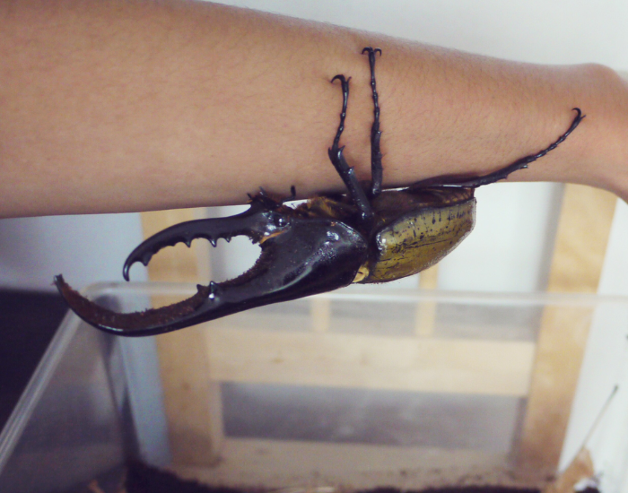 A large Hercules beetle perched on a person's forearm to show its massive scale.