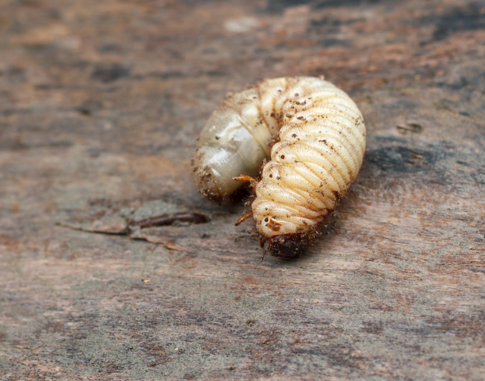 A large, C-shaped white grub (larva) of a Hercules beetle on wood.