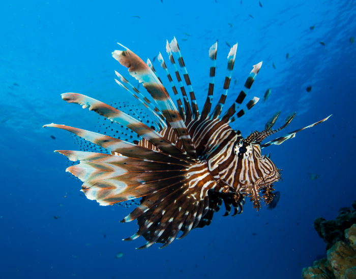 a lionfish swimming underwater