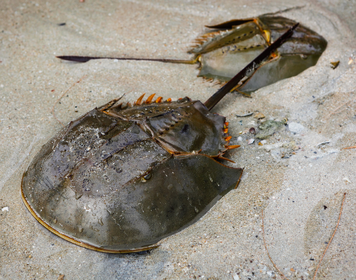 male and female Xiphosura