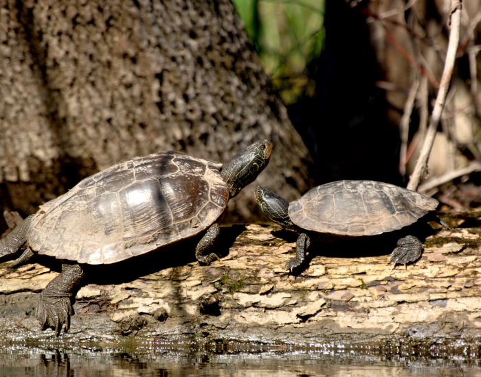 two painted turtles in the wild, one male and one female next to each other