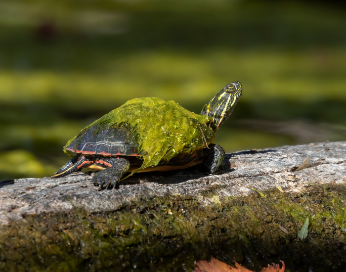 a painted turtle with moss on top of his body walking on a log next to a pond on a sunny day