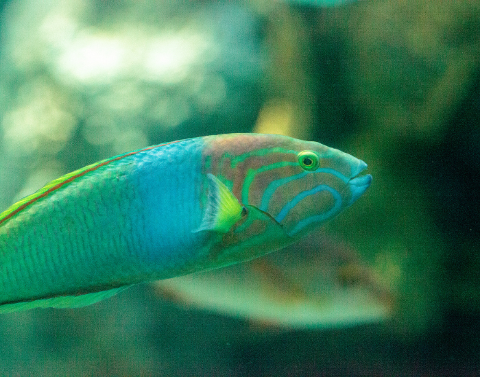 close up of a Moon Wrasse underwater