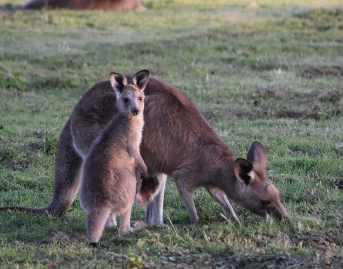 a mom kangaroo and a baby kangaroo eating grass