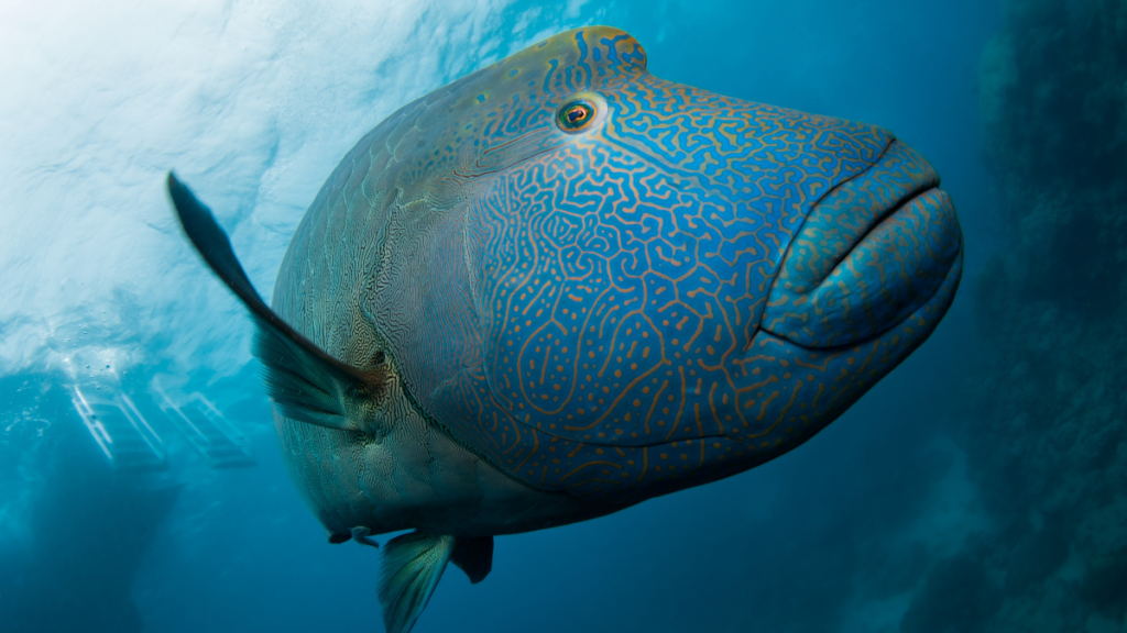 napoleon wrasse close up of the head underwater