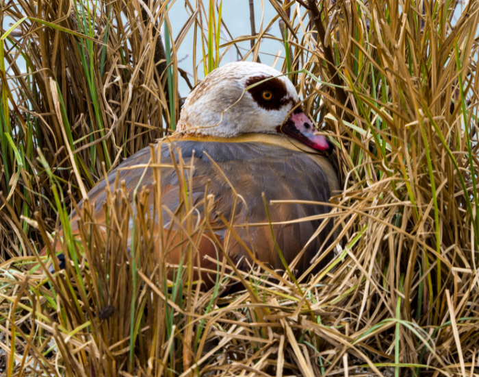 Egyptian goose nesting on a wetland