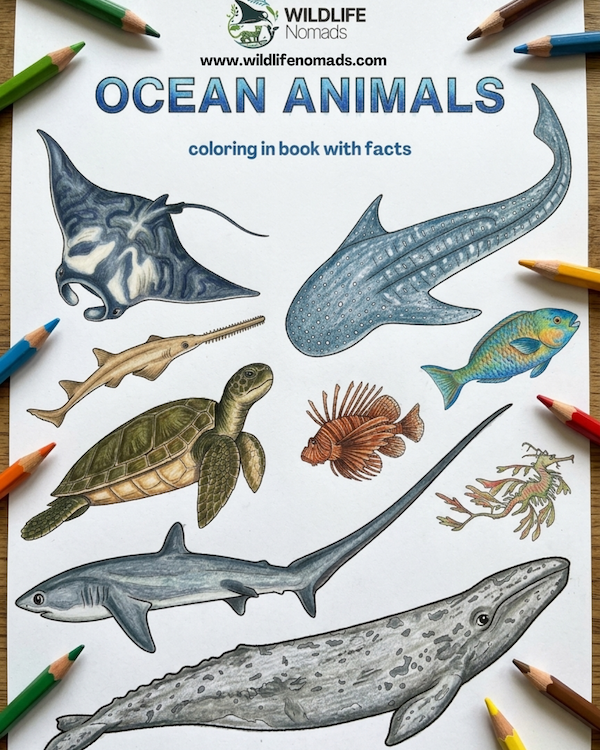 Ocean Animals printable coloring book cover