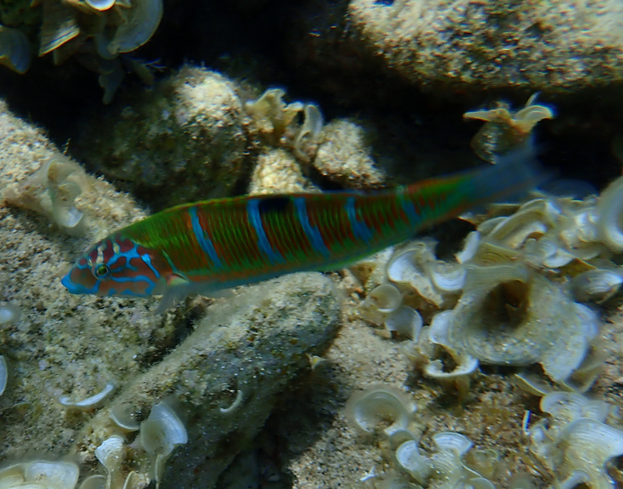 an ornate wrasse (Thalassoma pavo) swimming among coral