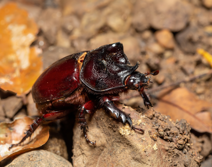 ox-beetle-.webp ox beetle walking on bare soil