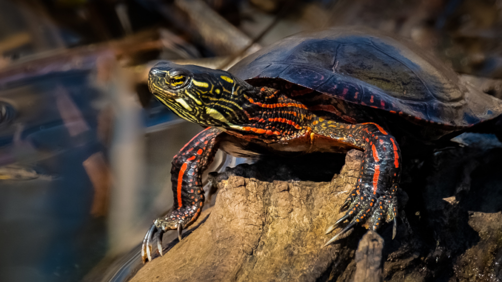 a  painted turtle Chrysemys picta on top of a log basking to the sun