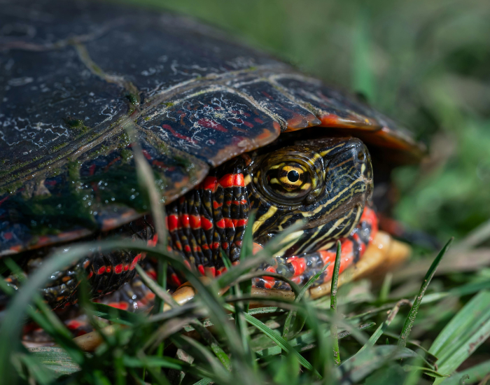 CLOSE UP OF A PAINTED TURTLE ON GRASS