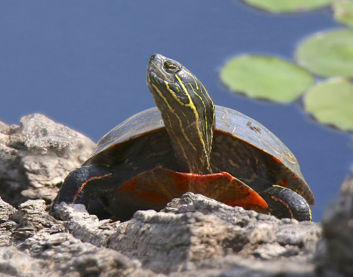 a painted turtle basking under the sun laying on a log, with a pond on the background