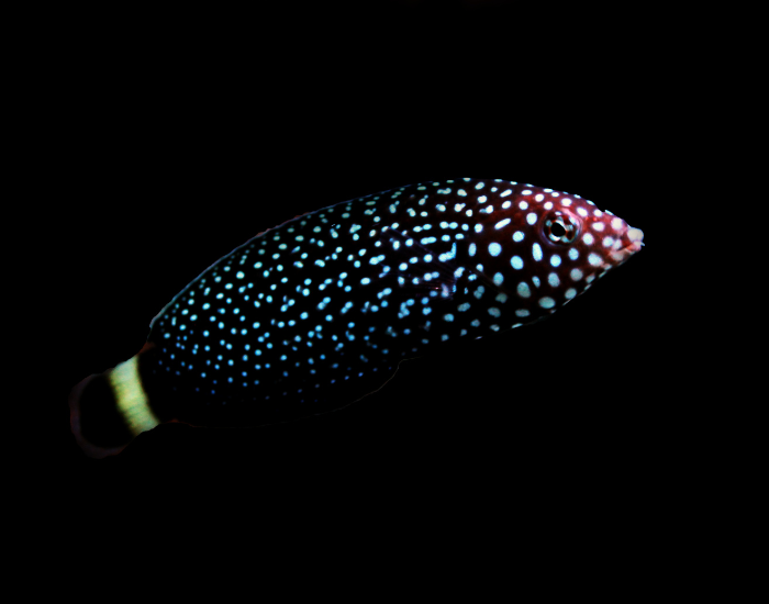 Pearl Wrasse swimming with a black background