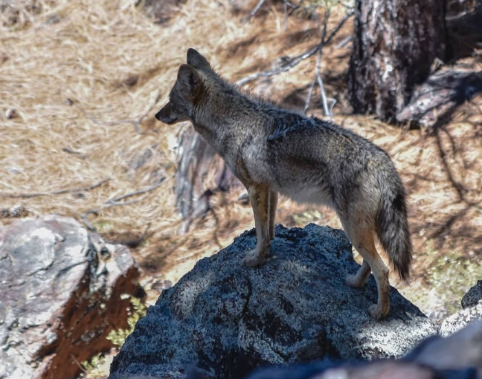 a peninsula coyote on top of a rock
