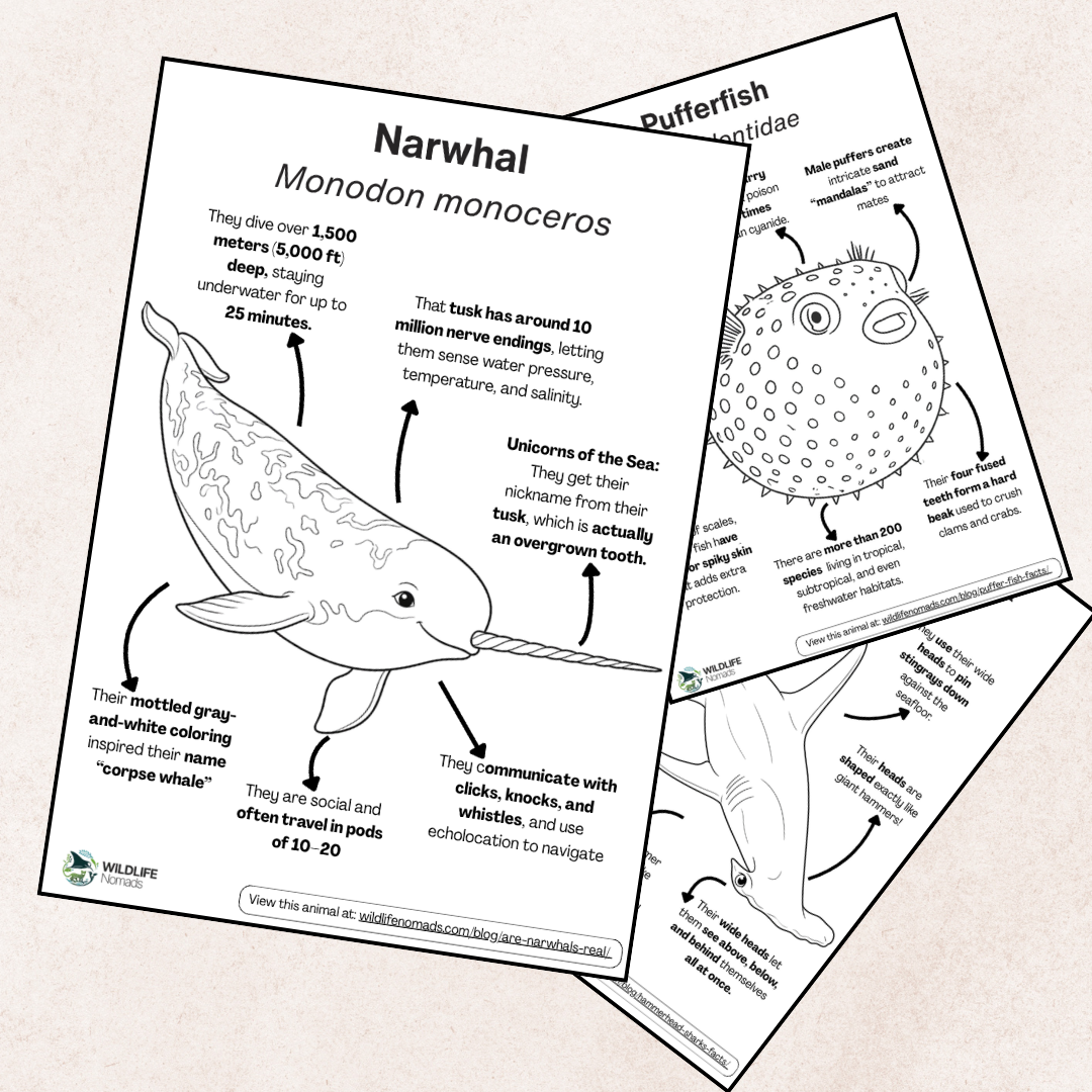Animal coloring page preview