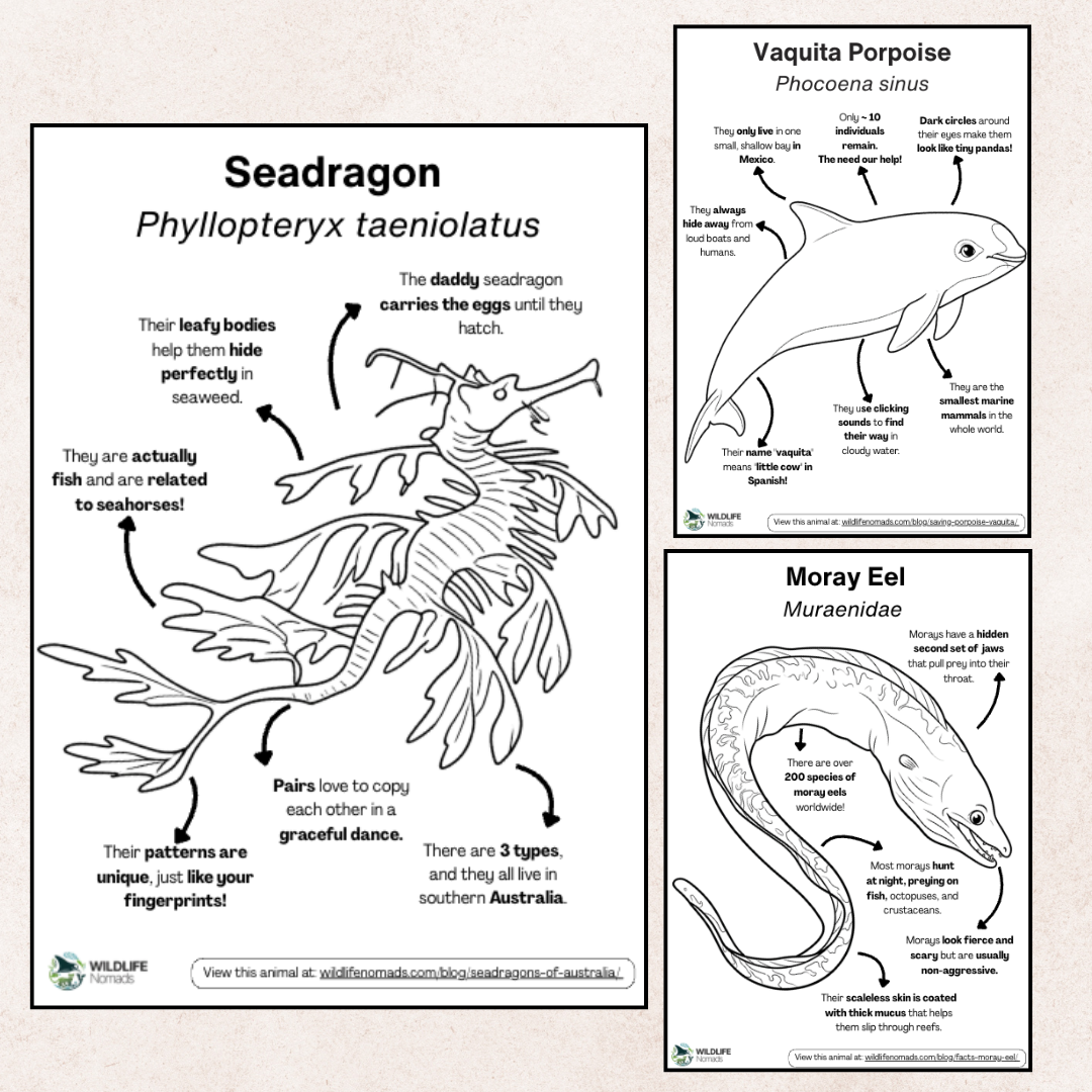 Ocean animal coloring page preview
