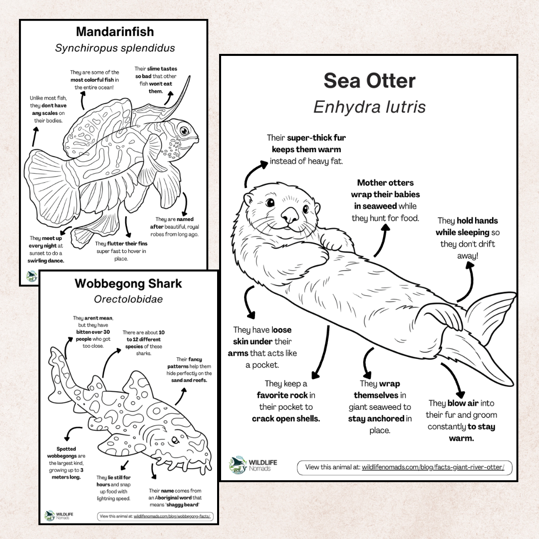 Ocean animal coloring page preview