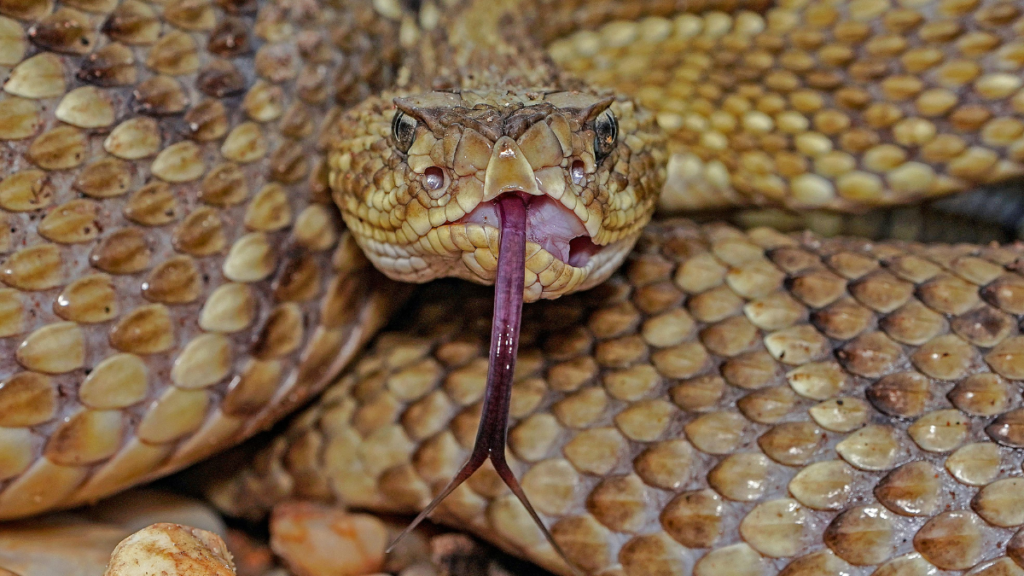 An extreme close-up headshot of a rattlesnake facing forward, capturing its detailed golden-brown facial scales, heat-sensing pits, and a long, dark purple forked tongue extending directly toward the camera.