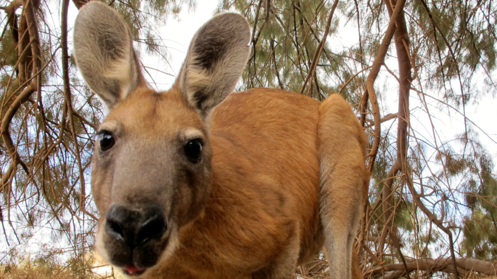 close up of a red kangaroo looking at the camera