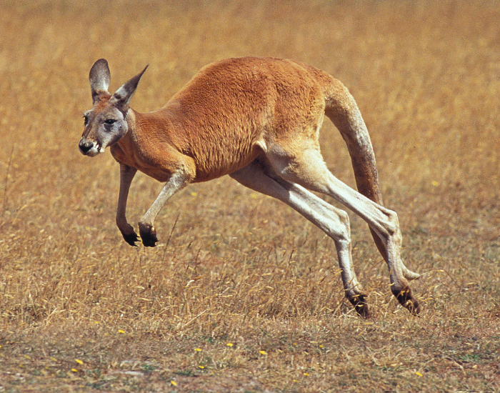 a red kangaroo jumping in a field