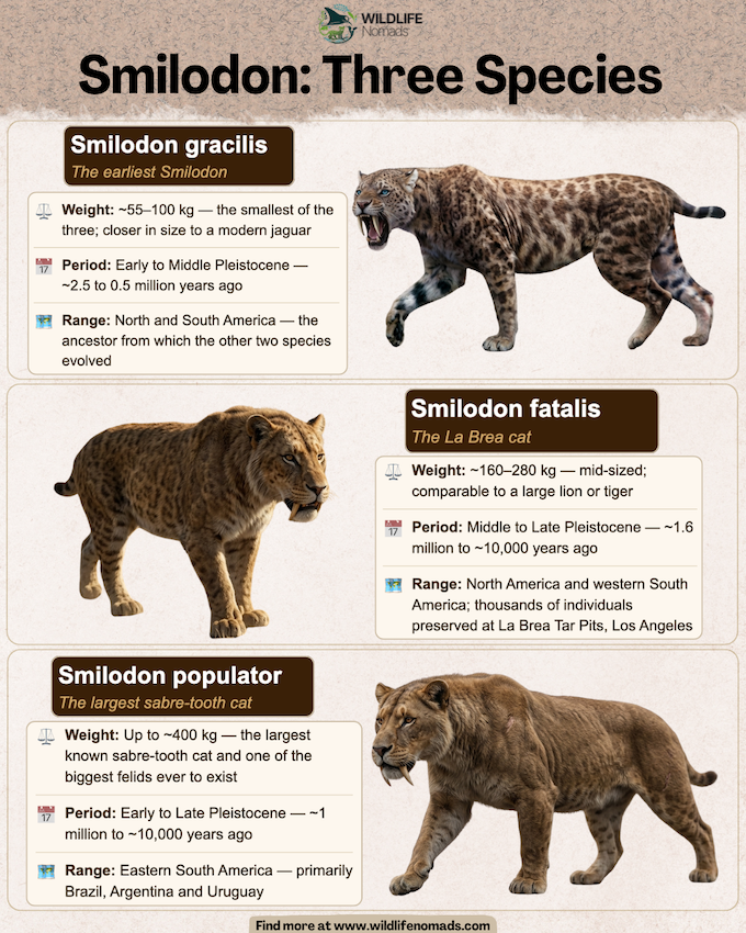 A map of North and South America showing the prehistoric ranges of two saber-toothed cats. Light green highlights Smilodon fatalis across North America and western South America. Dark blue highlights Smilodon populator across eastern and central South America.