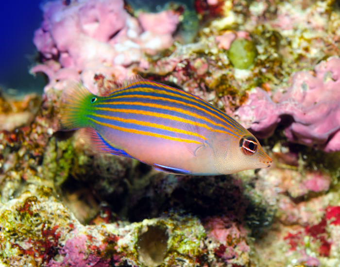 a Six-Line Wrasse fish swimming with coral reef next to it