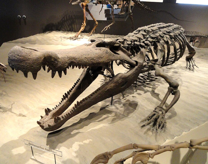 Wide, blunt fossilized skull of a Deinosuchus hatcheri showing its distinctive robust teeth and nasal openings.