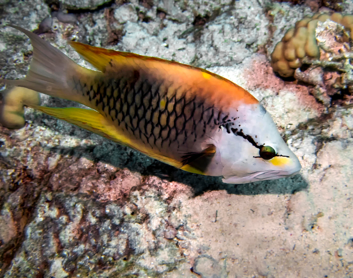 Slingjaw Wrasse swimming feeding