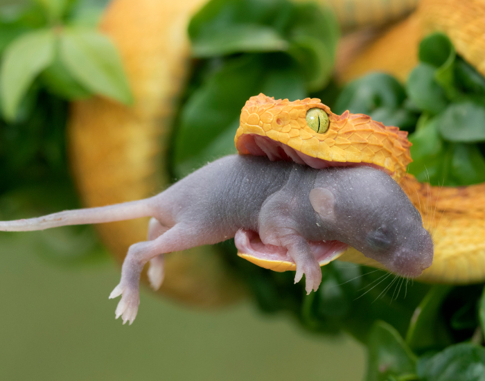 a yellow snake eating a mouse