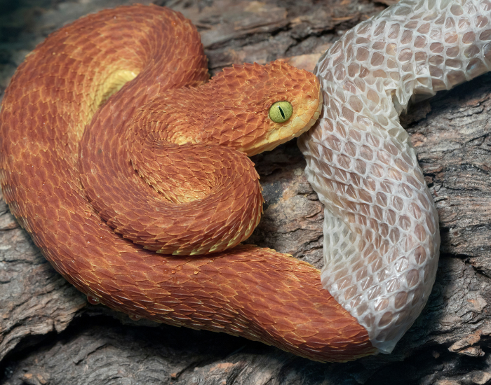 orange Snake shedding its skin