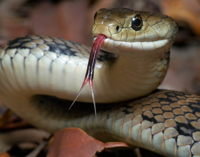 close up of a snake head sticking out its tongue